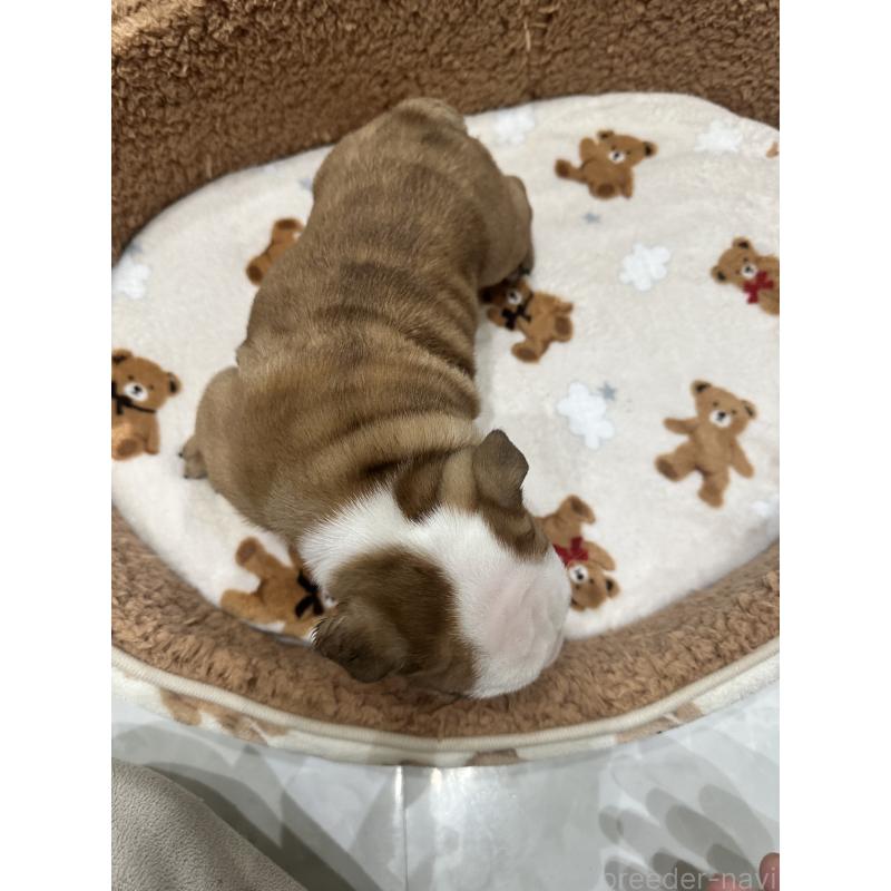 成約済の岡山県のブルドッグ-436555の4枚目