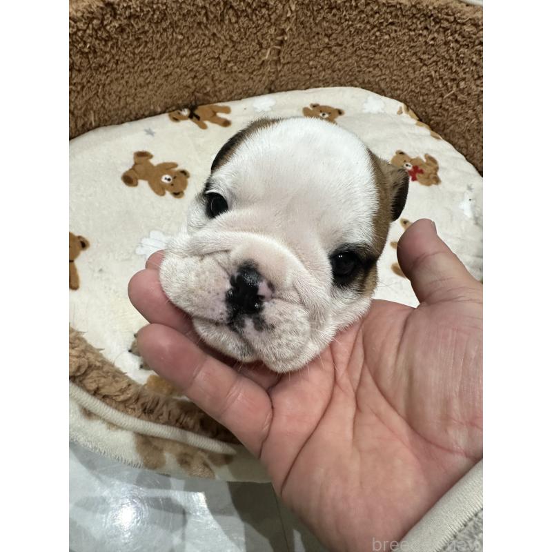 成約済の岡山県のブルドッグ-436555の2枚目