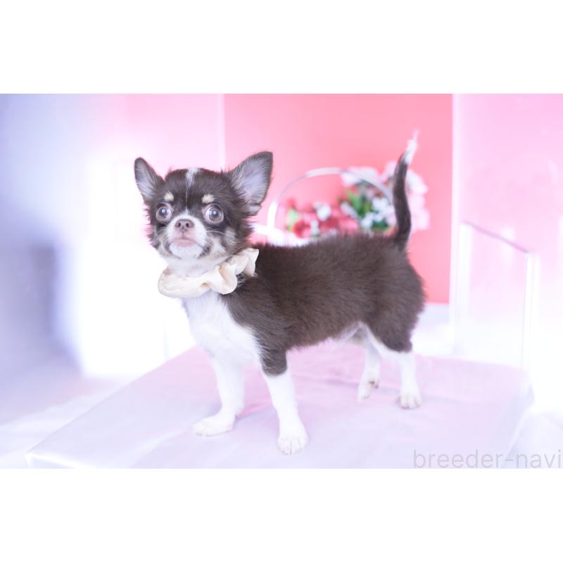 販売中の愛知県のチワワ(ロングコート)-416366の15枚目