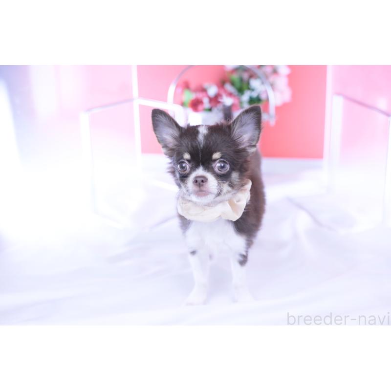 販売中の愛知県のチワワ(ロングコート)-416366の11枚目