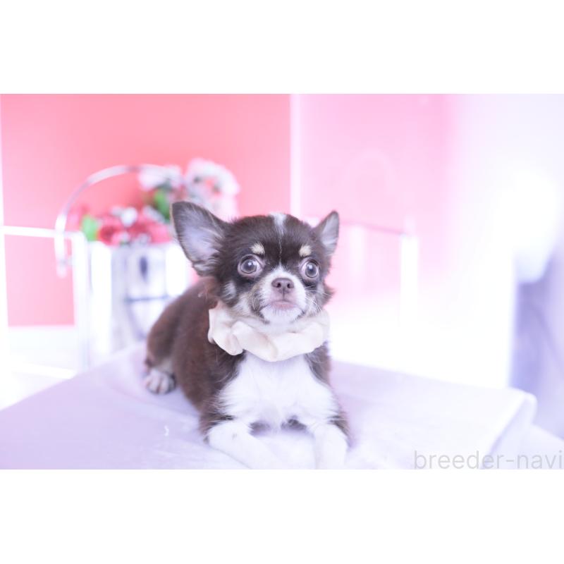 販売中の愛知県のチワワ(ロングコート)-416366の10枚目