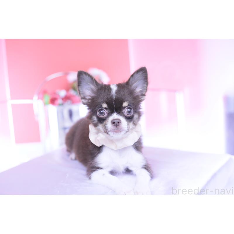 販売中の愛知県のチワワ(ロングコート)-416366の6枚目