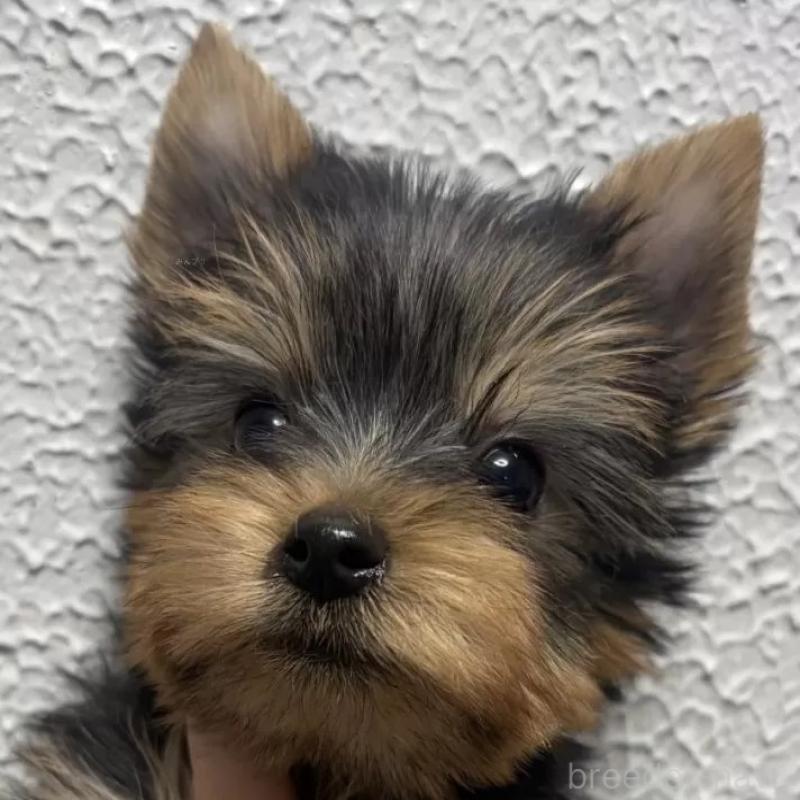 販売中の大阪府のヨークシャーテリア-439036