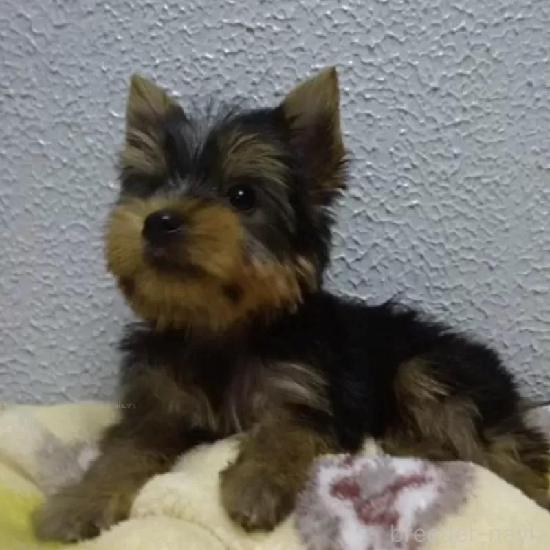 販売中の大阪府のヨークシャーテリア-439036の5枚目