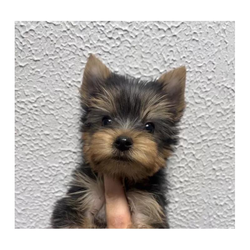 販売中の大阪府のヨークシャーテリア-439036の4枚目