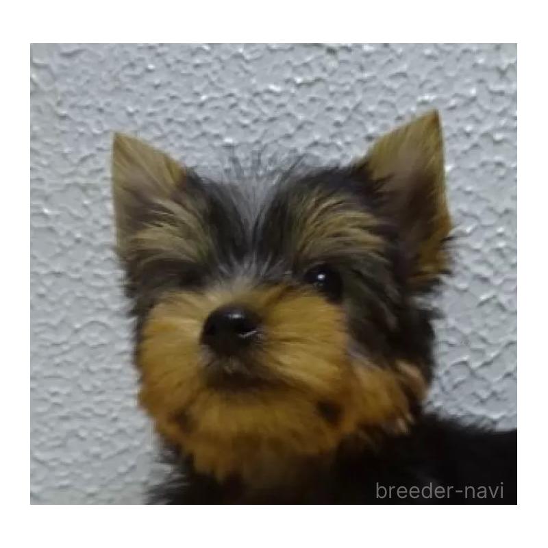 販売中の大阪府のヨークシャーテリア-439036の3枚目