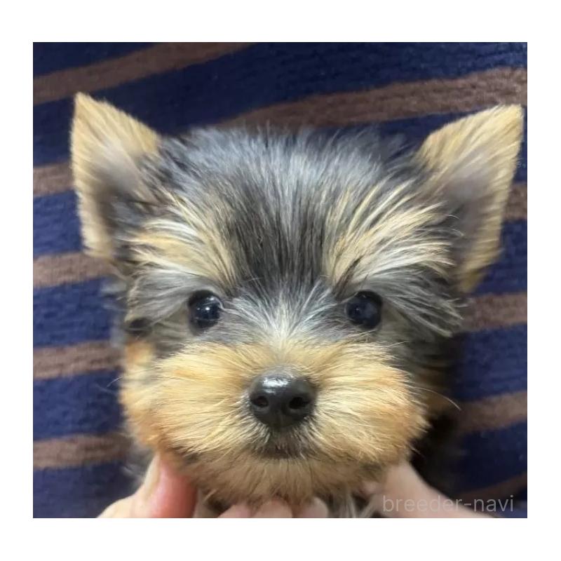 販売中の大阪府のヨークシャーテリア-439036の2枚目