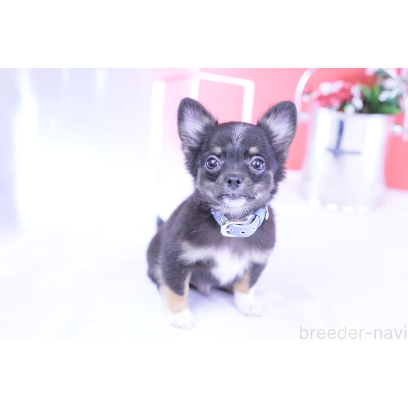 商談中の愛知県のチワワ(ロングコート)-418480の10枚目