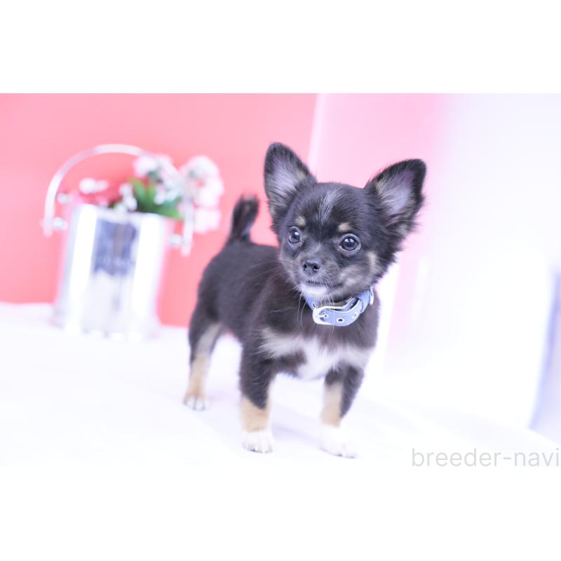 商談中の愛知県のチワワ(ロングコート)-418480の6枚目