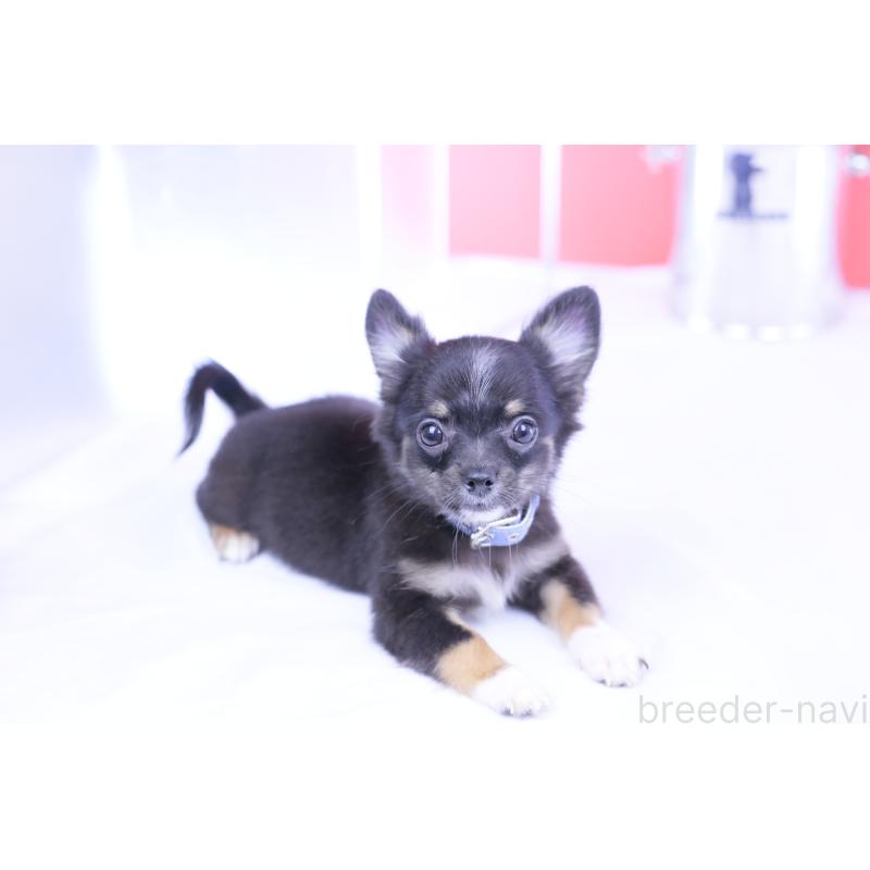 商談中の愛知県のチワワ(ロングコート)-418480の5枚目