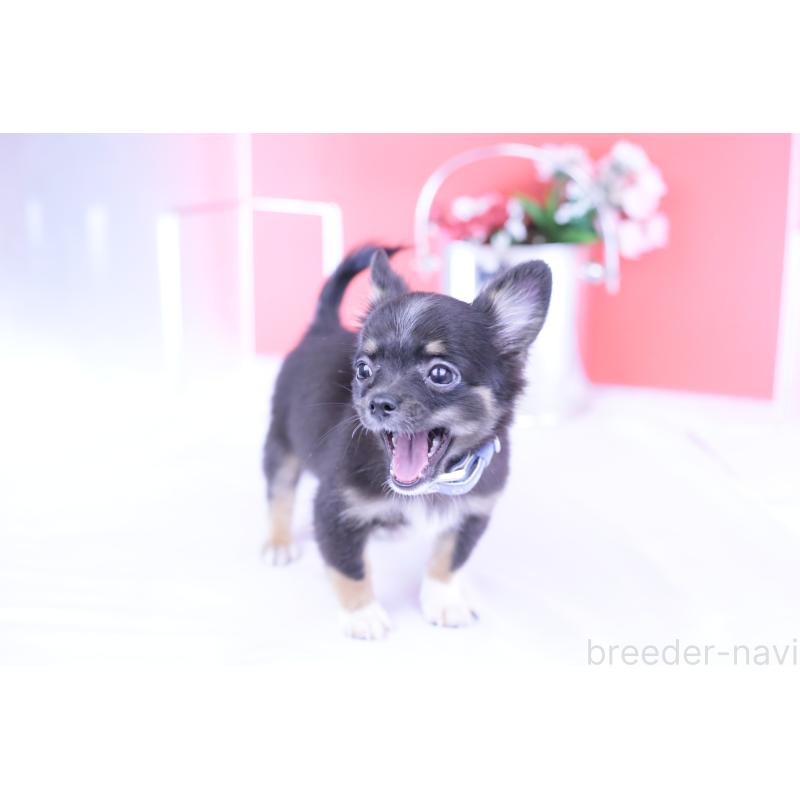 商談中の愛知県のチワワ(ロングコート)-418480の4枚目