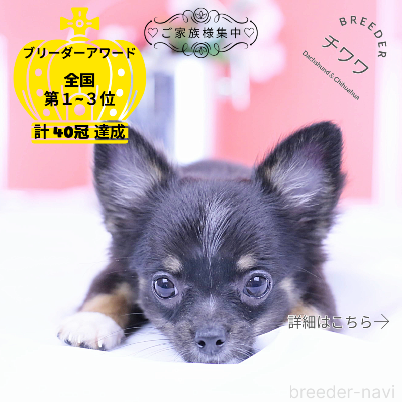 販売中の愛知県のチワワ(ロングコート)-418480