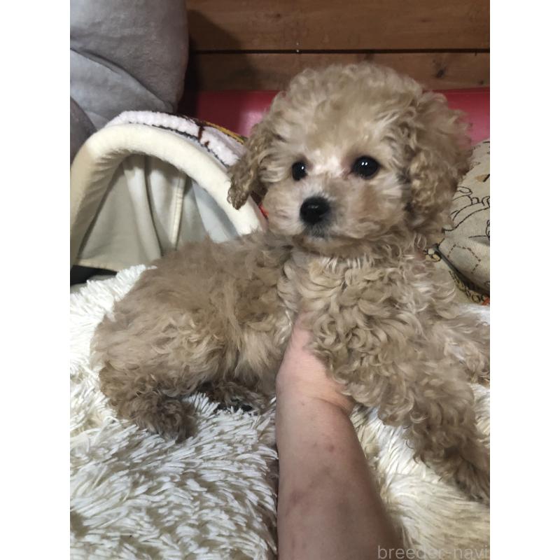 販売中の兵庫県のトイプードル-439039の12枚目