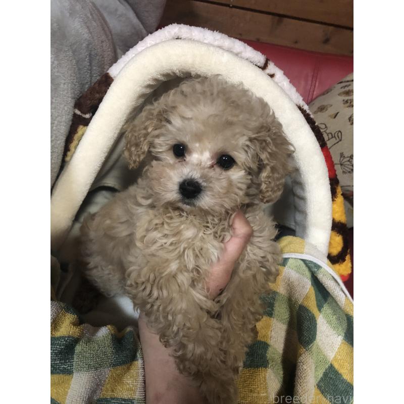 販売中の兵庫県のトイプードル-439039の9枚目
