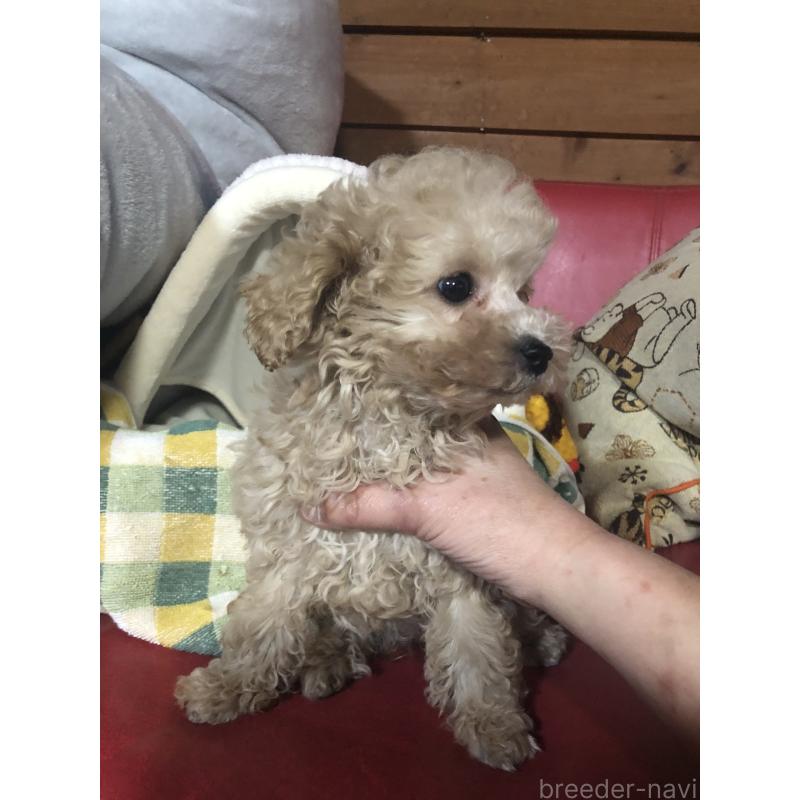 販売中の兵庫県のトイプードル-439039の7枚目