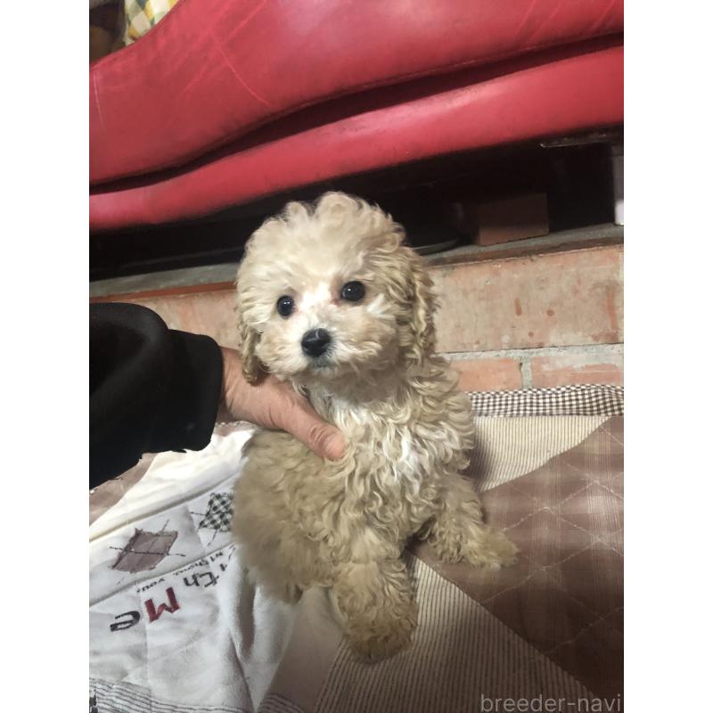 販売中の兵庫県のトイプードル-439039の6枚目
