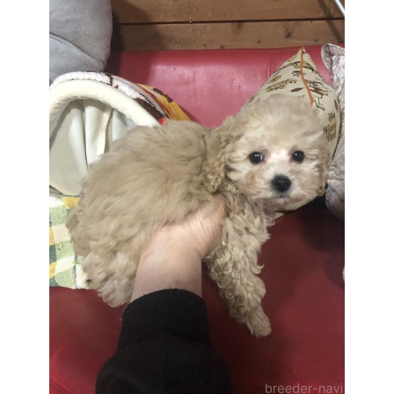 販売中の兵庫県のトイプードル-439039の5枚目