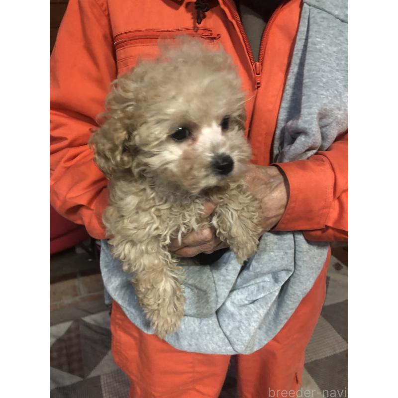 販売中の兵庫県のトイプードル-439039の4枚目