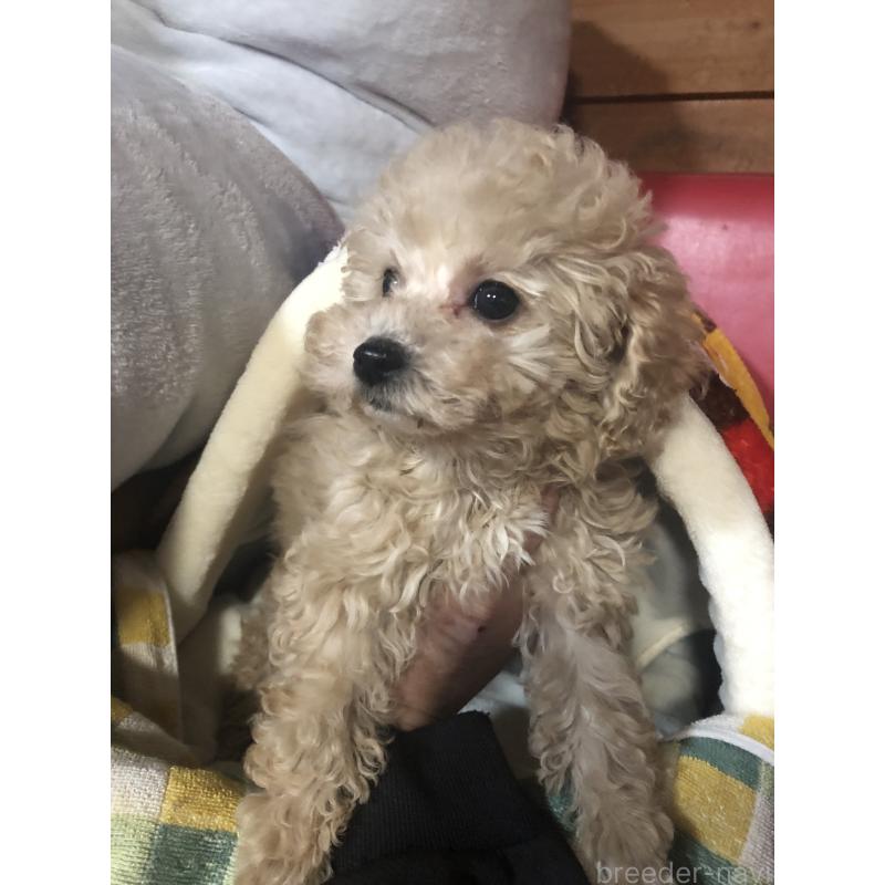 販売中の兵庫県のトイプードル-439039の3枚目