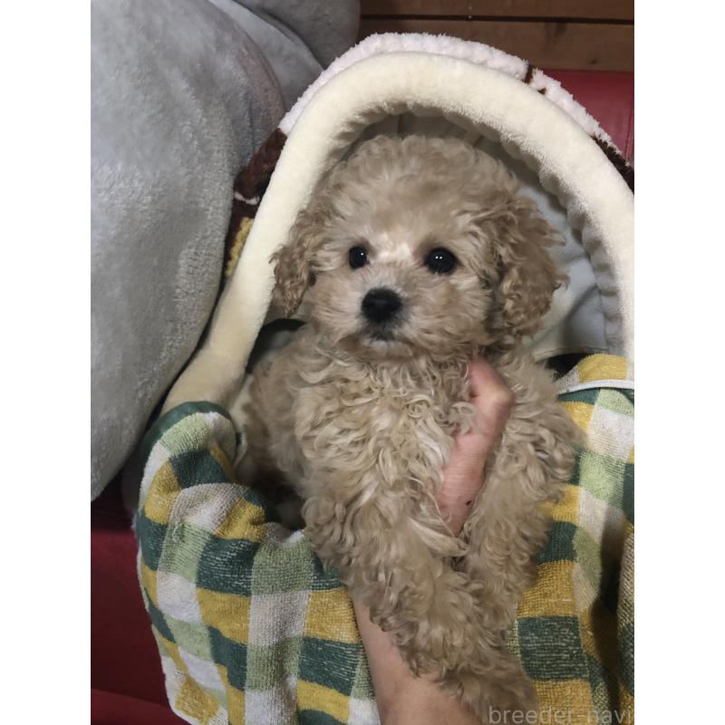 販売中の兵庫県のトイプードル-439039の2枚目