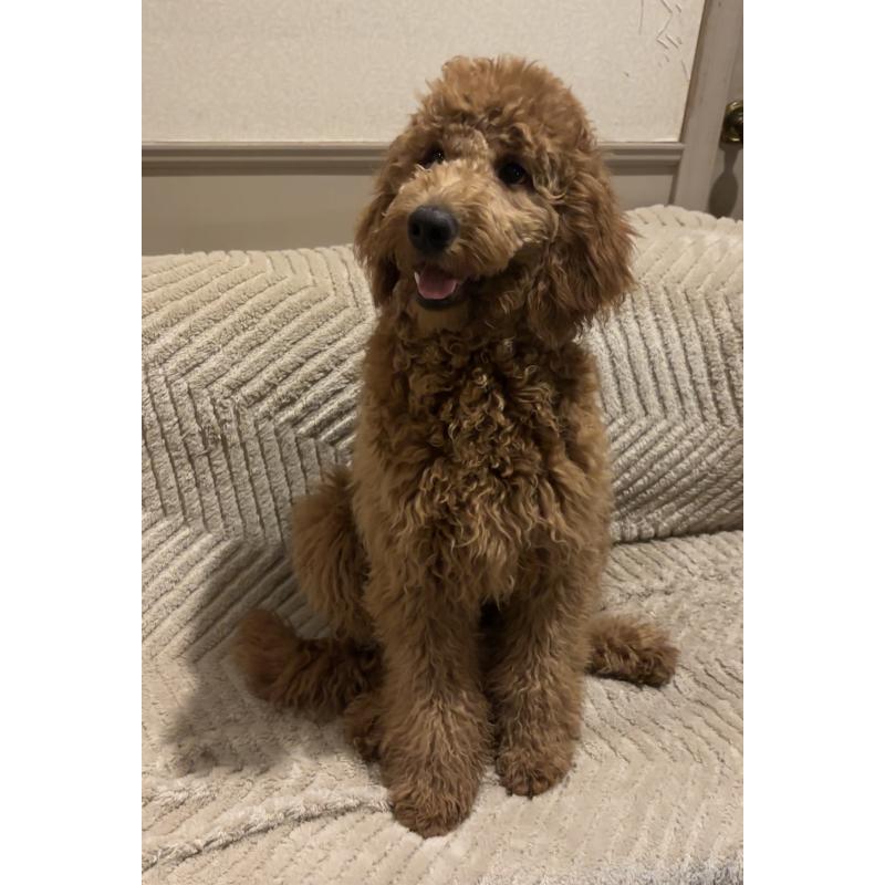 販売中の茨城県のゴールデンドゥードル:ゴールデンレトリーバー×プードル-399497