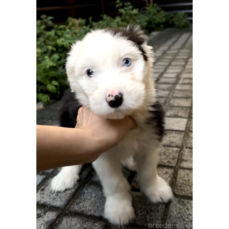 販売中の奈良県のオールドイングリッシュシープドッグ-439045の9枚目