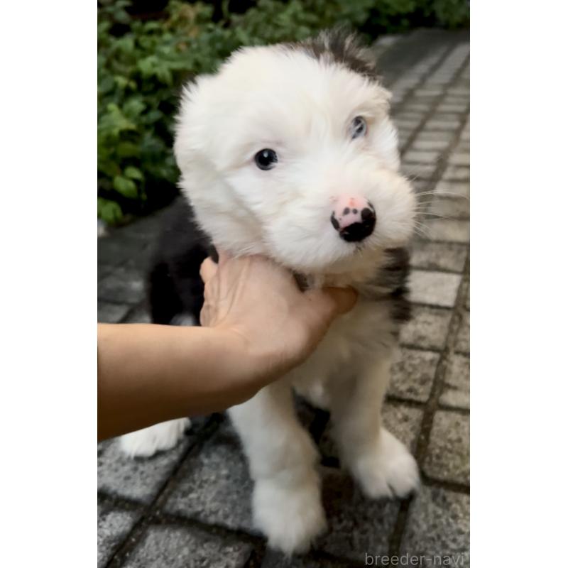 販売中の奈良県のオールドイングリッシュシープドッグ-439045の8枚目