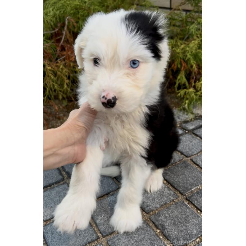 販売中の奈良県のオールドイングリッシュシープドッグ-439045の5枚目