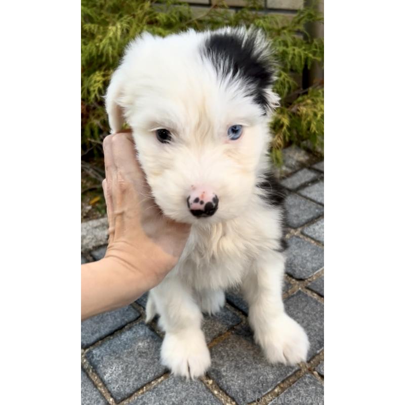 販売中の奈良県のオールドイングリッシュシープドッグ-439045の4枚目