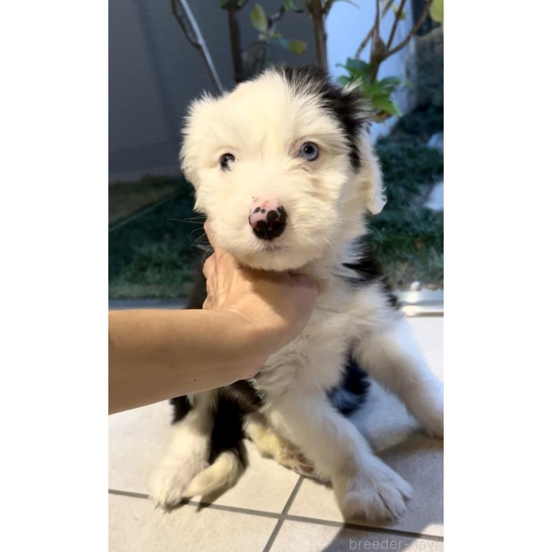 販売中の奈良県のオールドイングリッシュシープドッグ-439045の3枚目