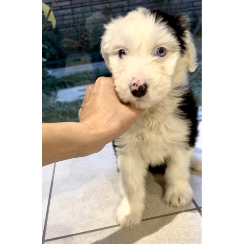 販売中の奈良県のオールドイングリッシュシープドッグ-439045の2枚目