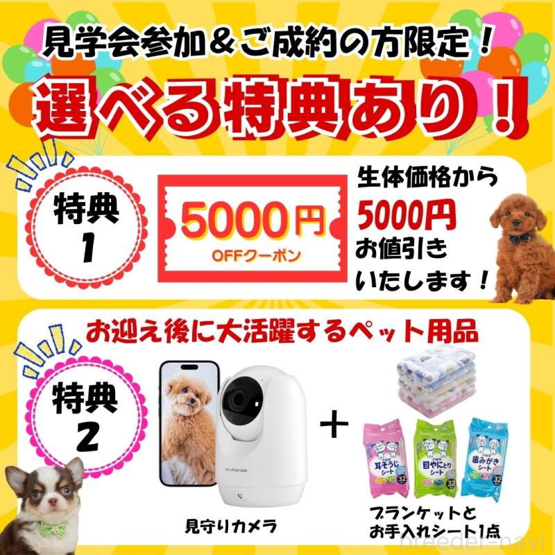 販売中の静岡県のマルチーズ-439044の3枚目