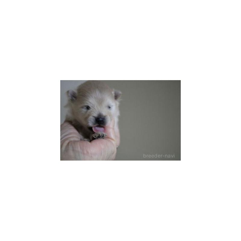 販売中の静岡県のポメラニアン-439051の2枚目