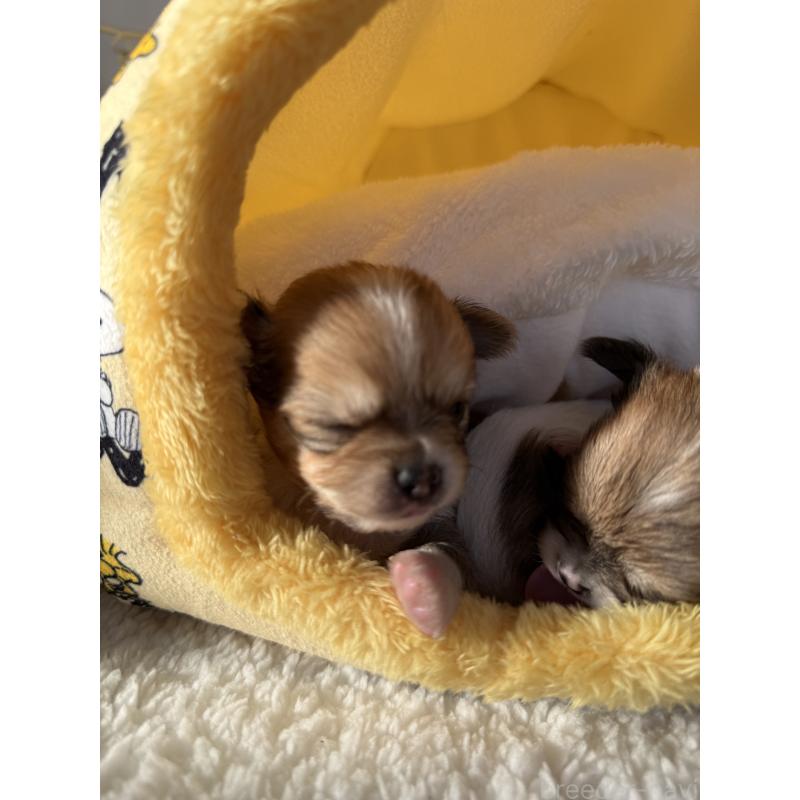 販売中の宮崎県のチワワ(ロングコート)-438833の7枚目