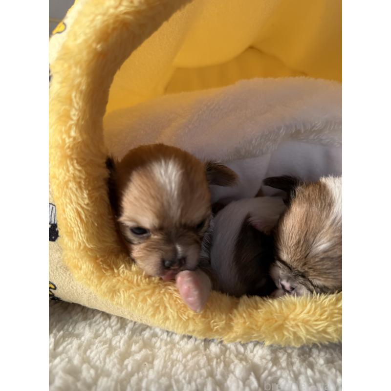 販売中の宮崎県のチワワ(ロングコート)-438833の6枚目