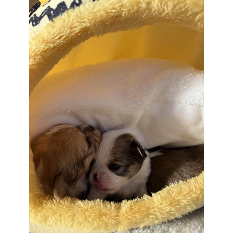 販売中の宮崎県のチワワ(ロングコート)-438833の5枚目