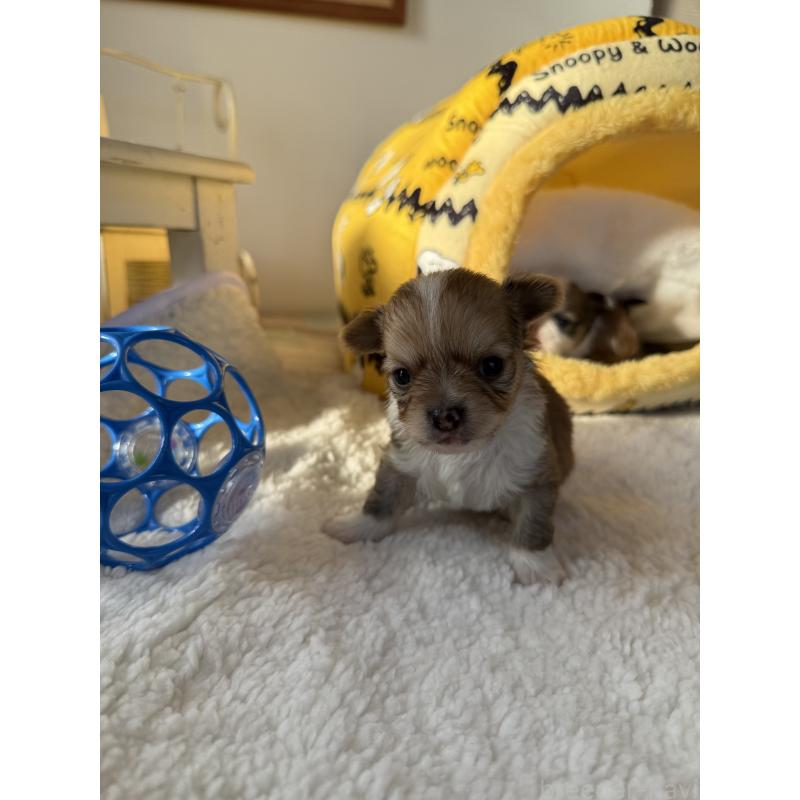 販売中の宮崎県のチワワ(ロングコート)-438833の4枚目