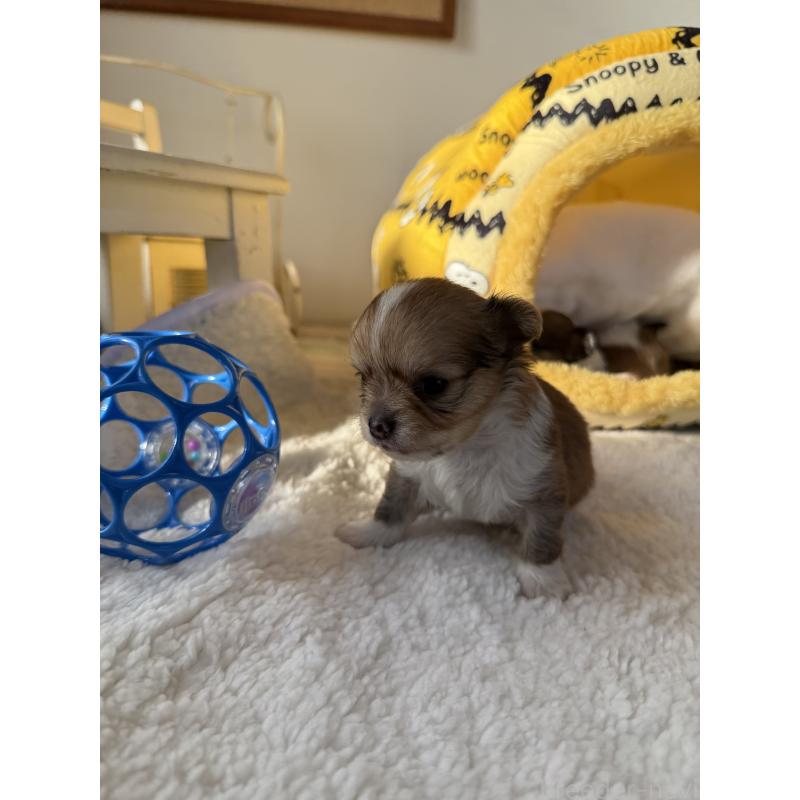 販売中の宮崎県のチワワ(ロングコート)-438833の3枚目