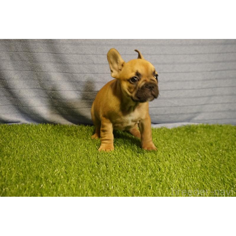 販売中の鹿児島県のフレンチブルドッグ-438834の7枚目