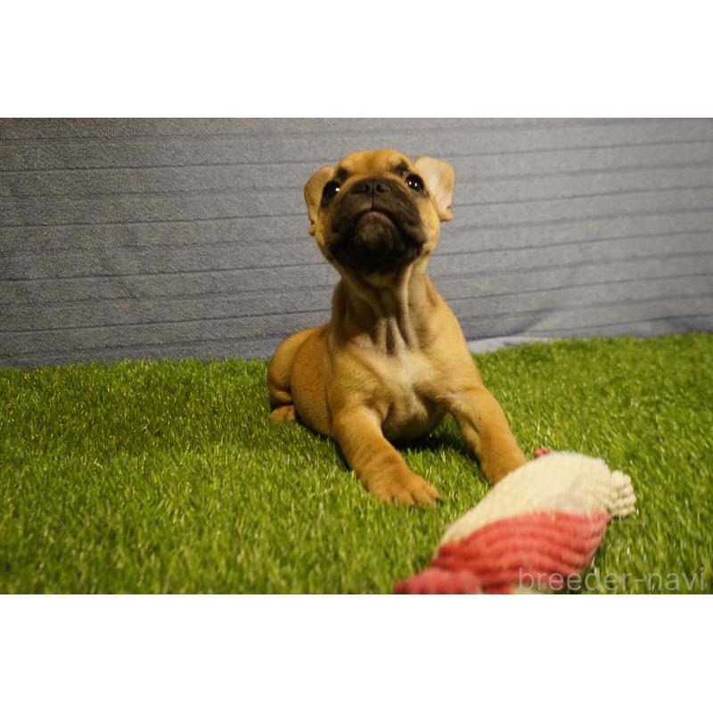 販売中の鹿児島県のフレンチブルドッグ-438834の6枚目