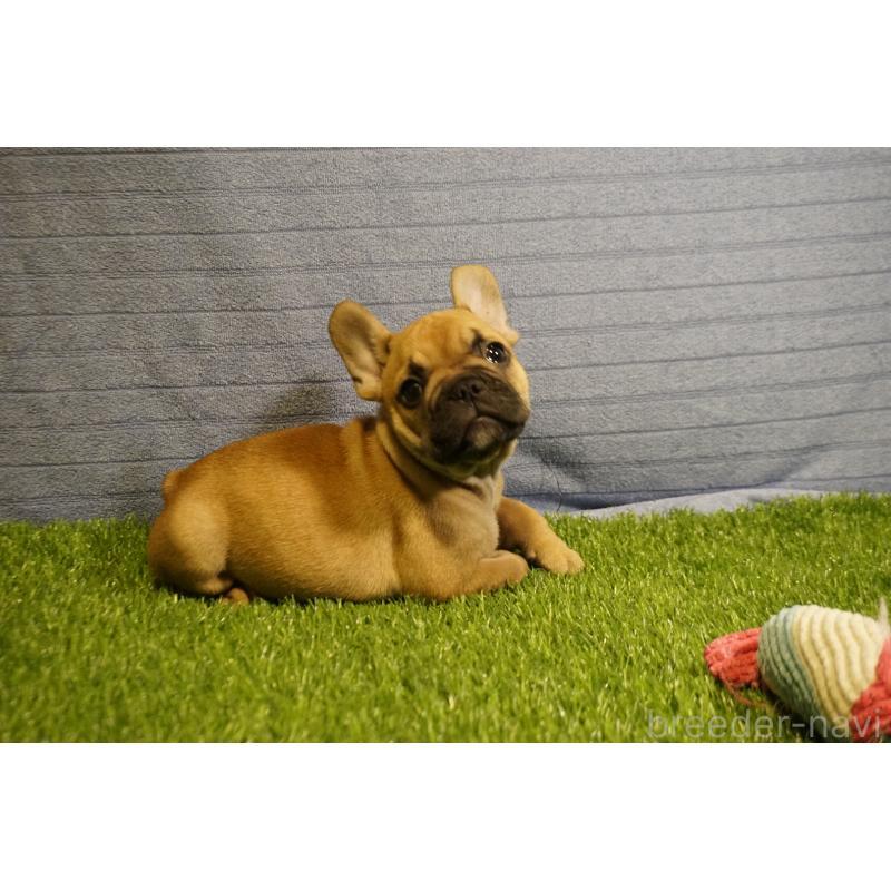販売中の鹿児島県のフレンチブルドッグ-438834の5枚目