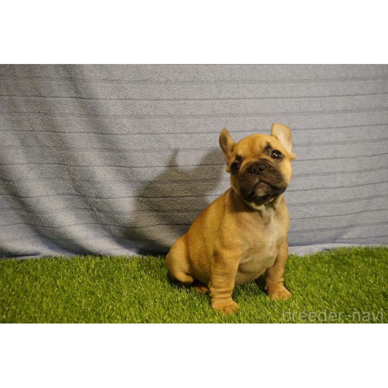 販売中の鹿児島県のフレンチブルドッグ-438834の4枚目