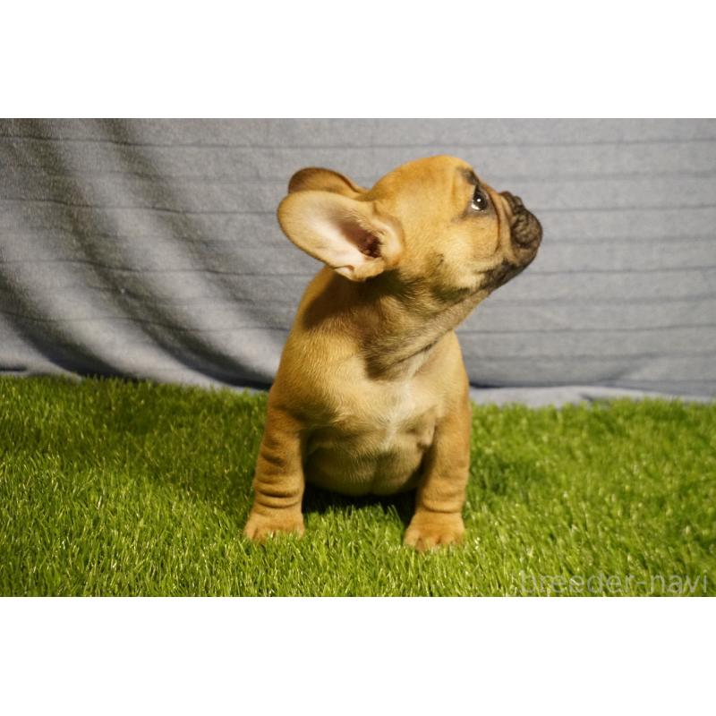 販売中の鹿児島県のフレンチブルドッグ-438834の3枚目