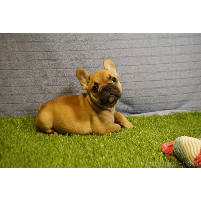 販売中の鹿児島県のフレンチブルドッグ-438834の2枚目
