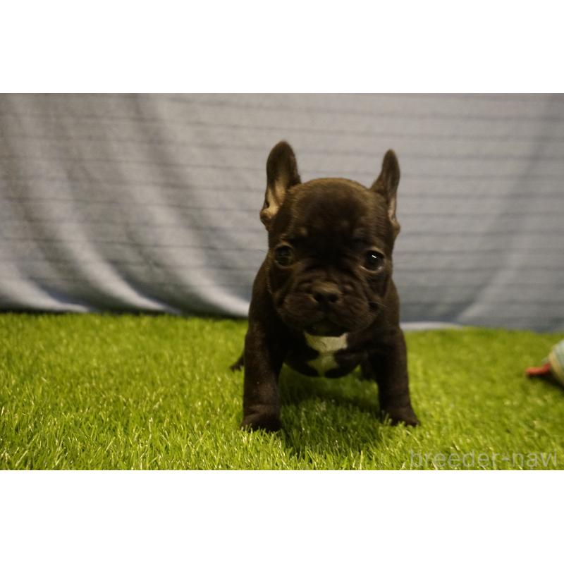 販売中の鹿児島県のフレンチブルドッグ-438836の9枚目
