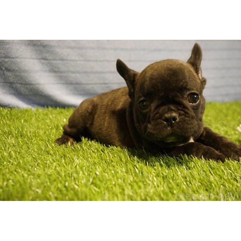 販売中の鹿児島県のフレンチブルドッグ-438836の8枚目