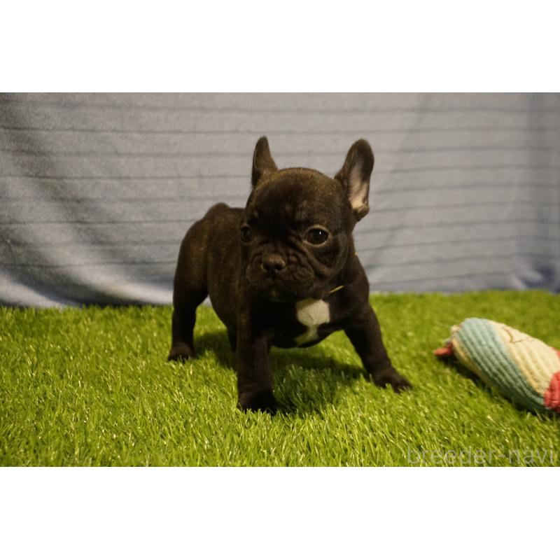 販売中の鹿児島県のフレンチブルドッグ-438836の7枚目
