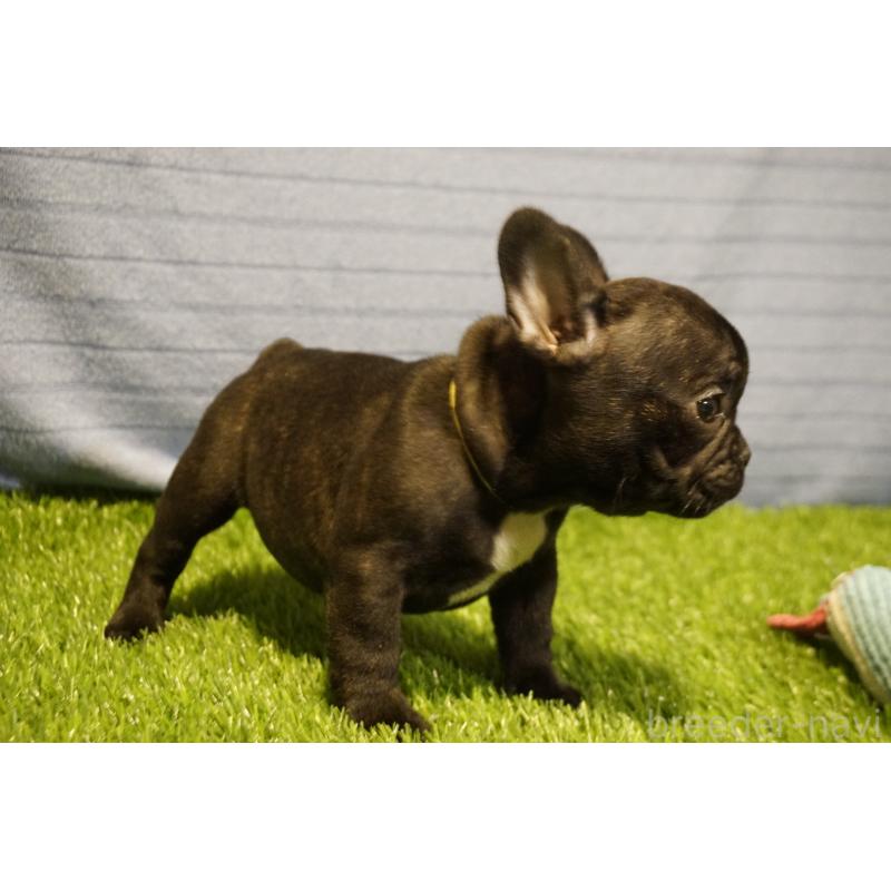 販売中の鹿児島県のフレンチブルドッグ-438836の5枚目