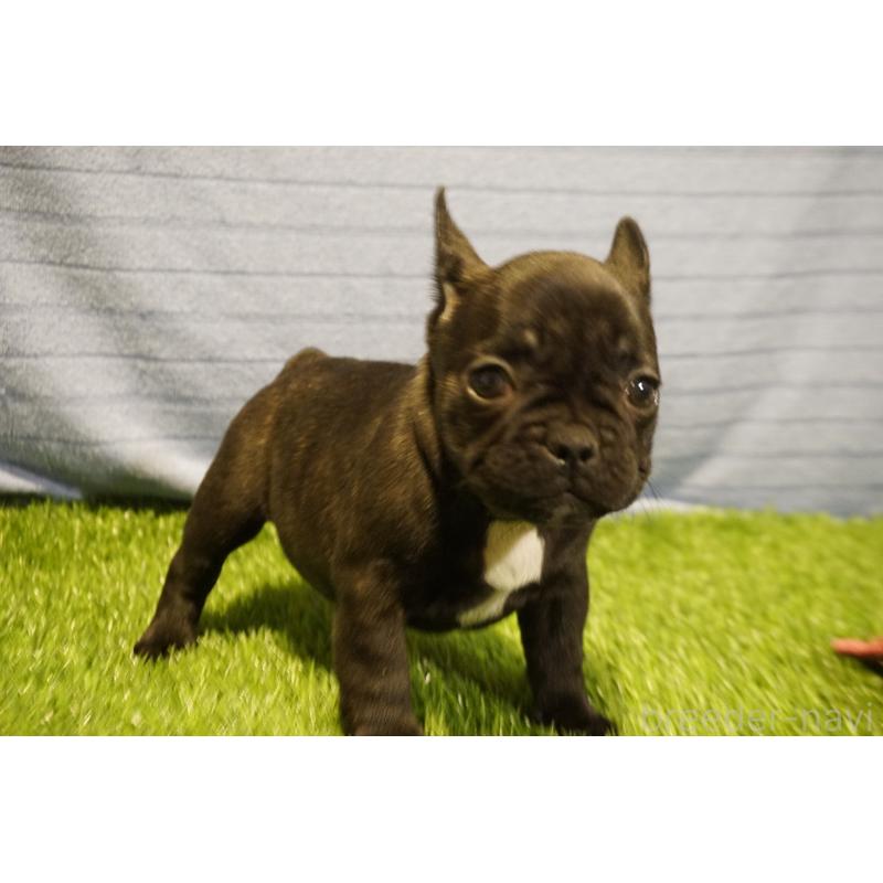 販売中の鹿児島県のフレンチブルドッグ-438836の4枚目