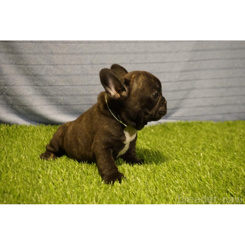 販売中の鹿児島県のフレンチブルドッグ-438836の3枚目